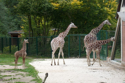 TiergartenGiraffen.jpg